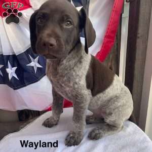 Wayland, German Shorthaired Pointer Puppy